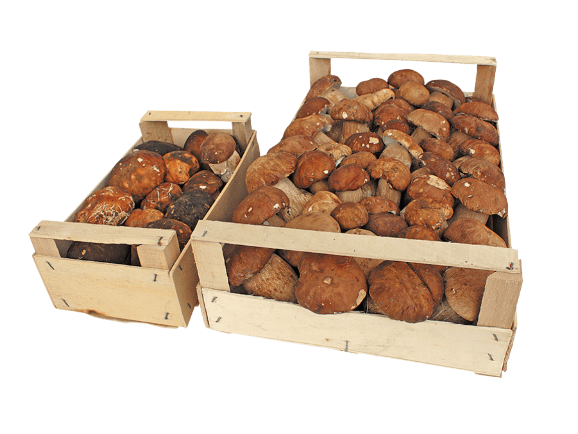 boletus-packing