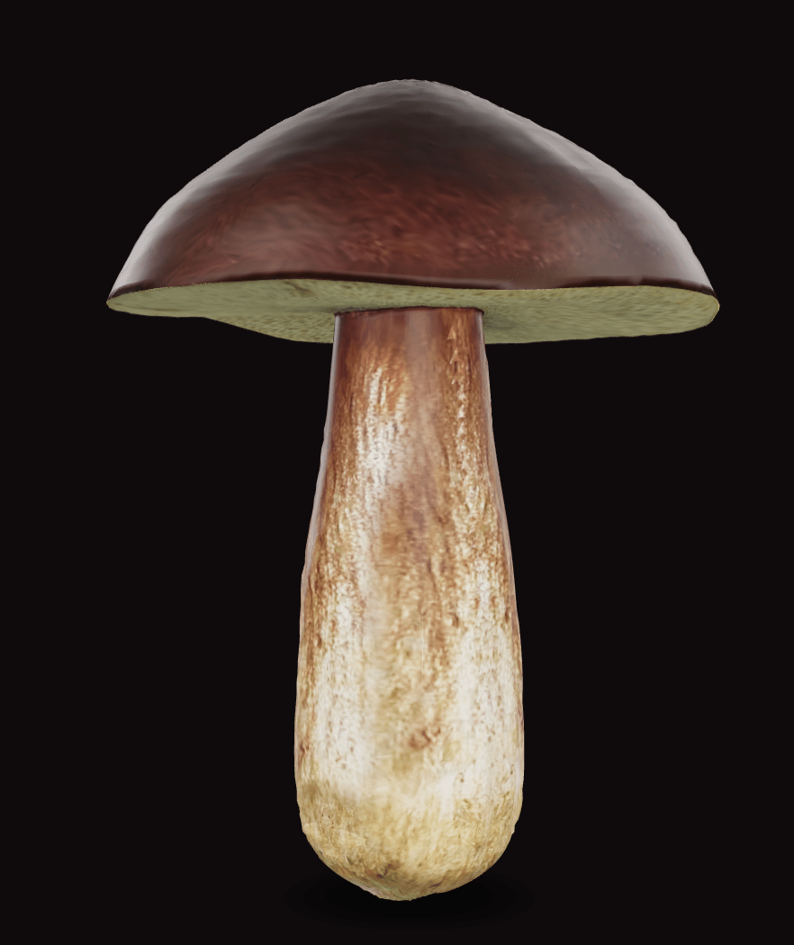 boletus-product
