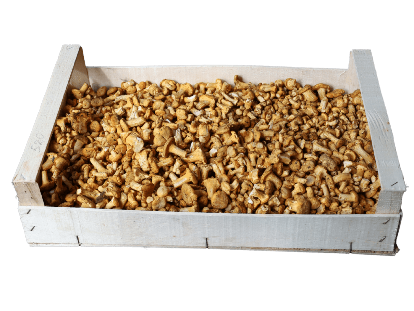 boletus-packing