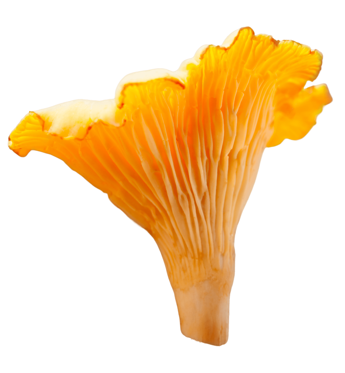 boletus-product