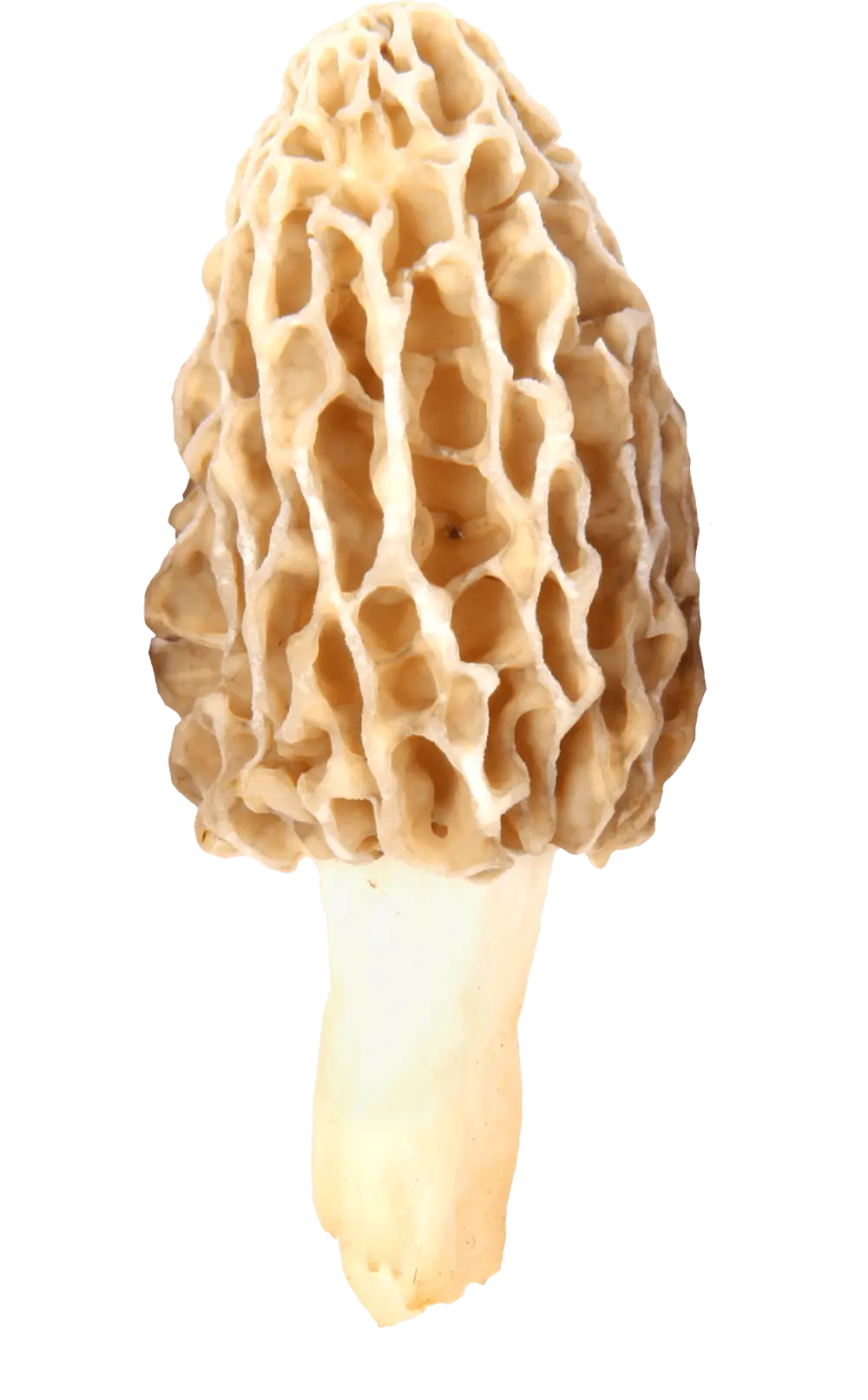 boletus-product