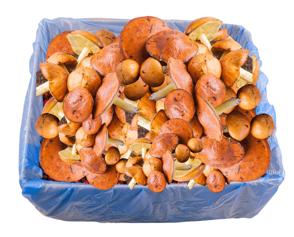 boletus-packing